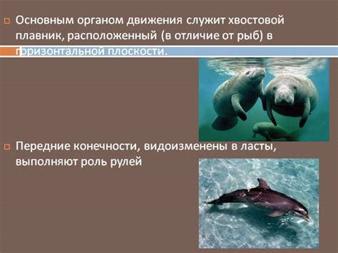 водные млекопитающие индикаторы присутствия хлорорганических пестицидов